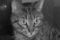 Introduction to Neural Networks & Architecture